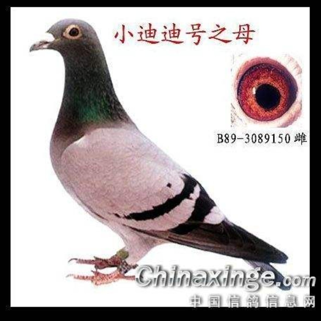 小迪迪的一切呃呃