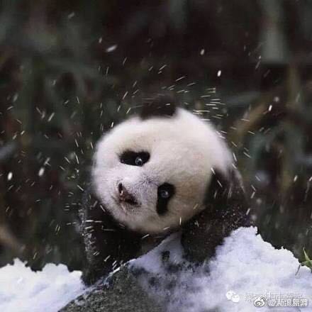 魔力少女芭芭拉