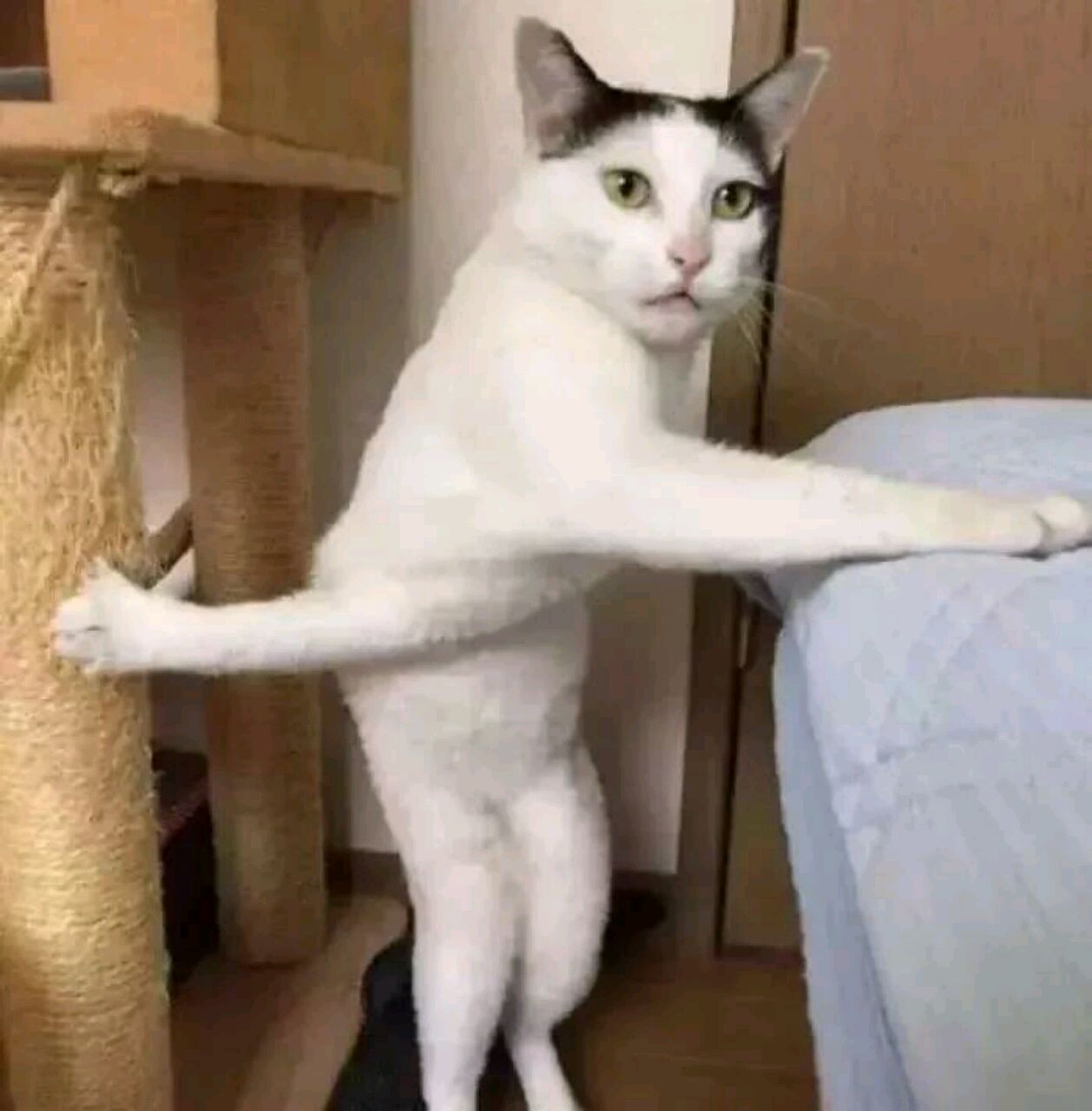 星星坠落前也曾试过呼救