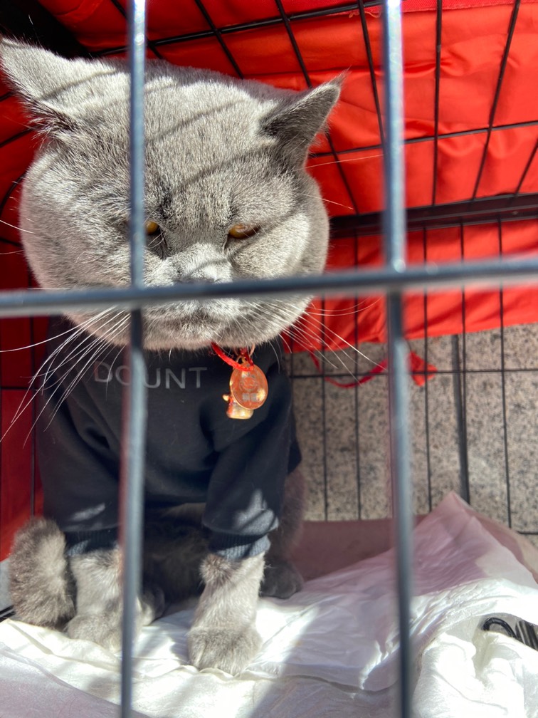 超级爱吃娃娃菜