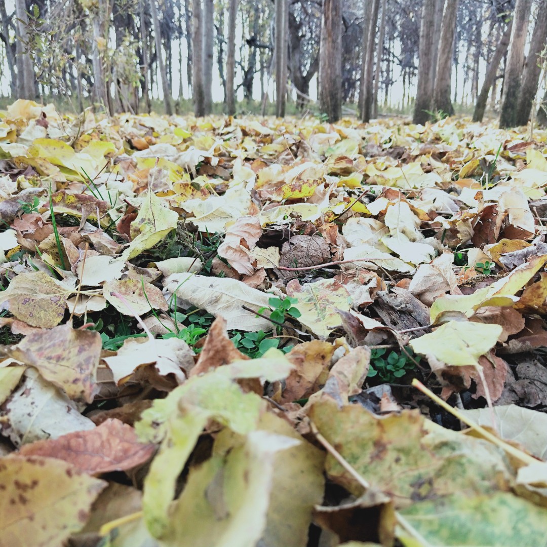 爱吃孜然肉丁的槿城66