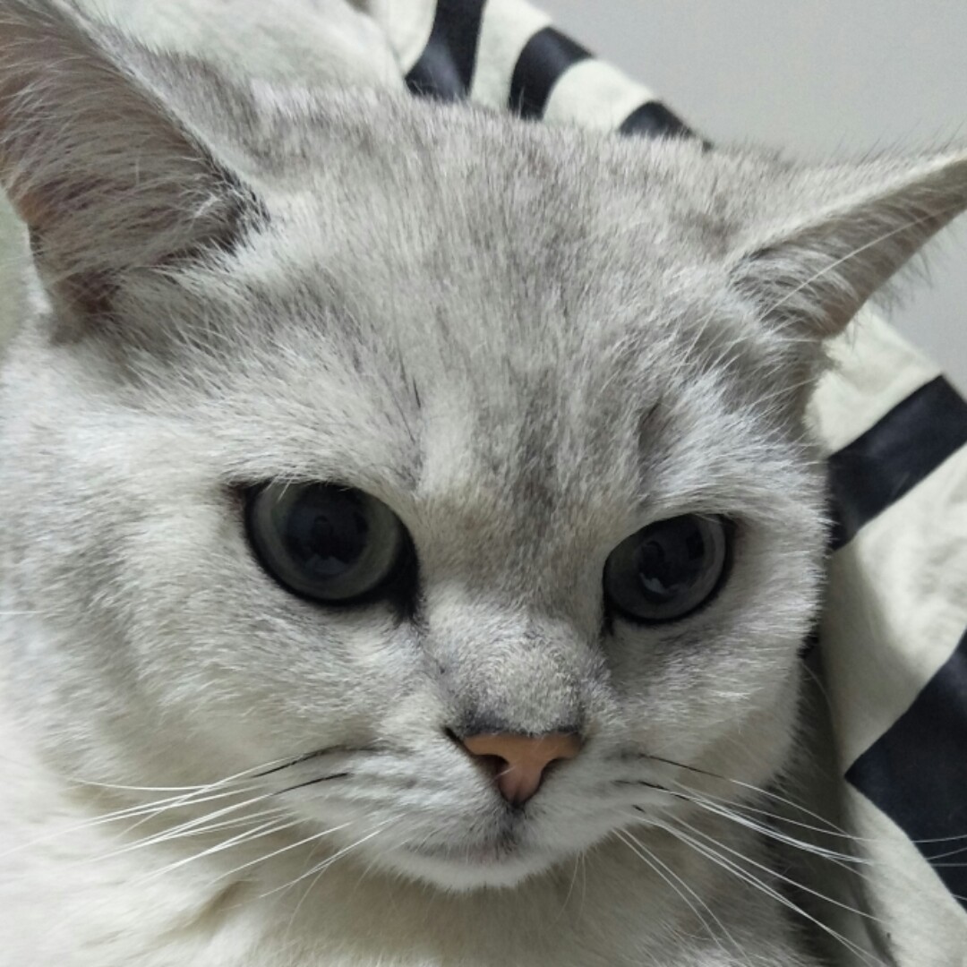 大王来巡山很热情