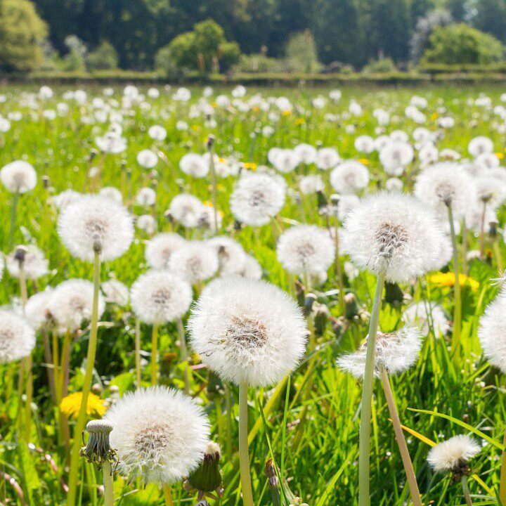 阿三家有阿大阿二