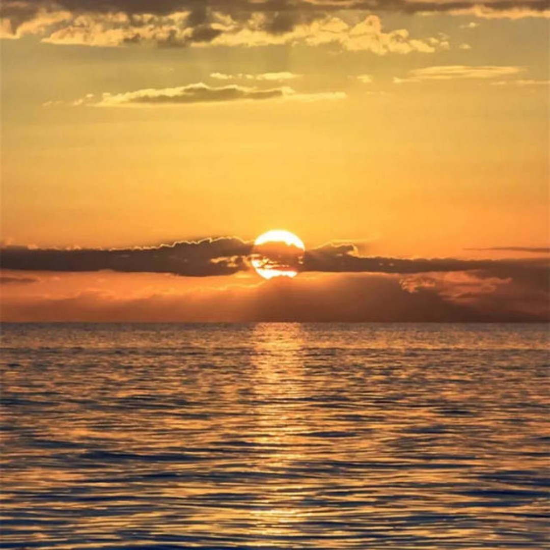 一樱花草的回眸