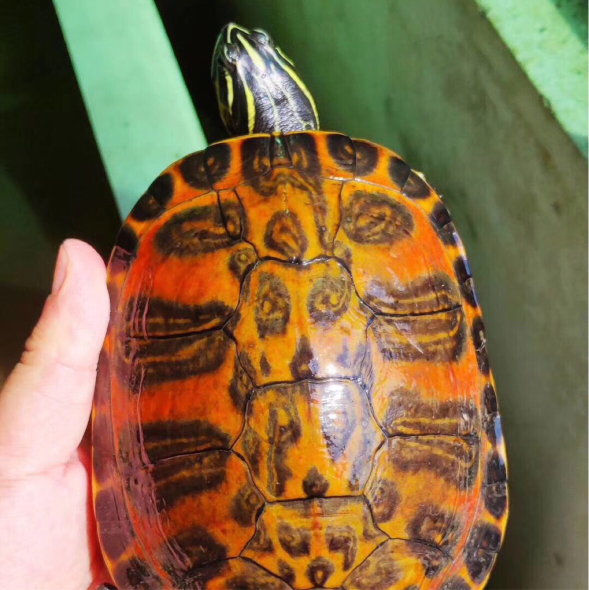 年薪人不讲舞德