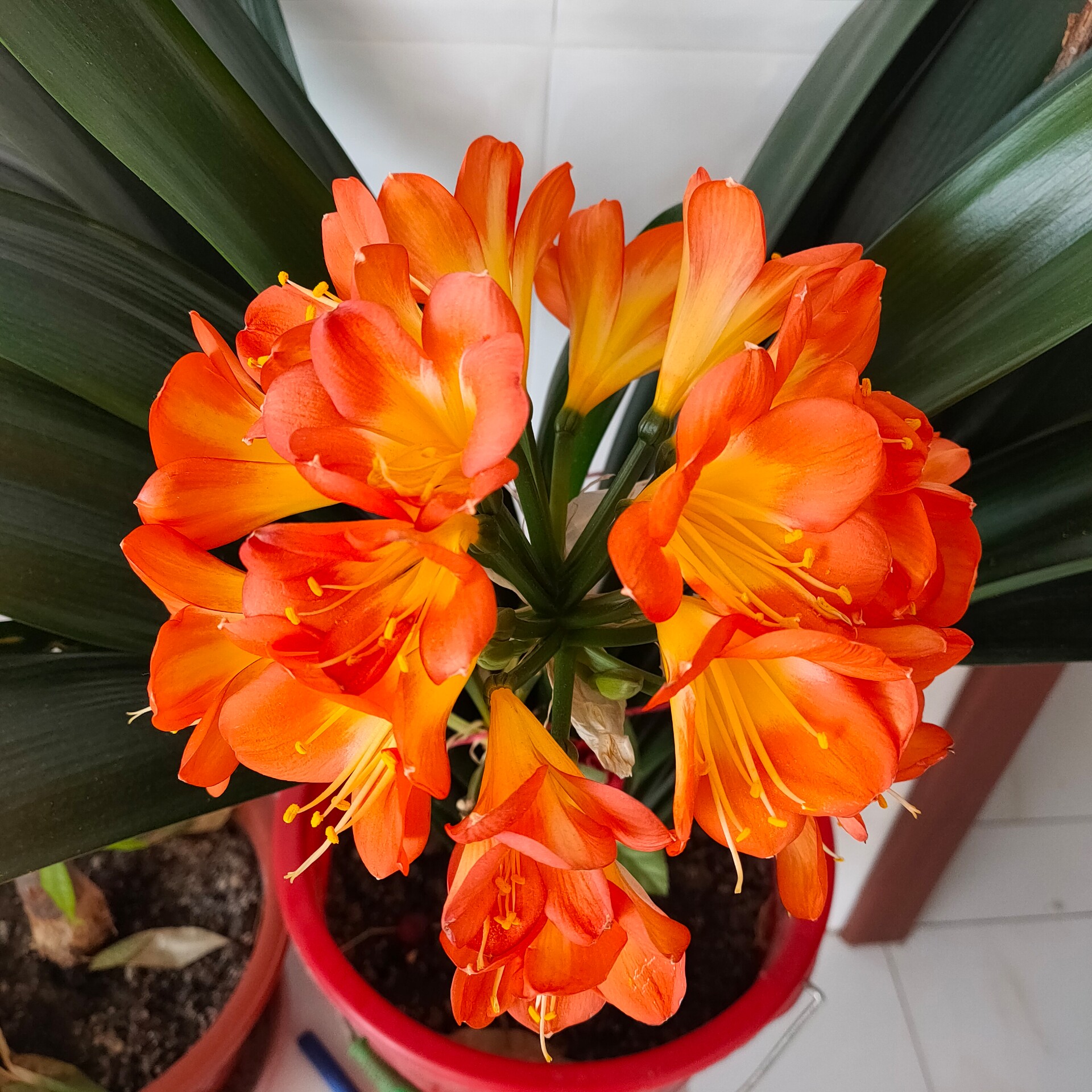 元朝开心的串串