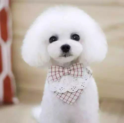 爱吃番茄浓汤的奥利奥