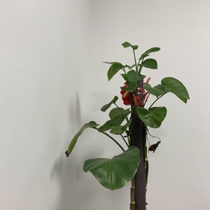 我欲乘飞归去。