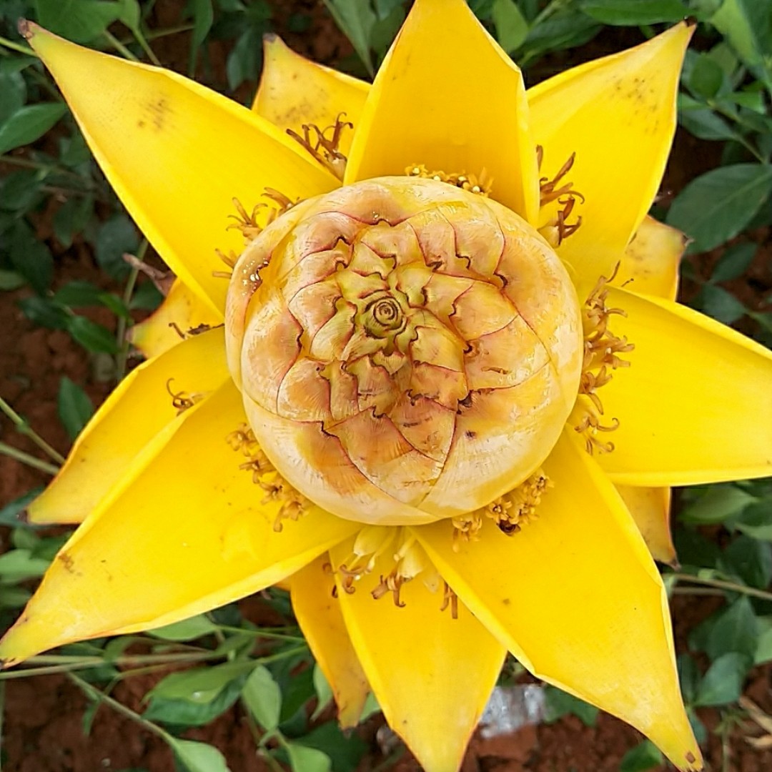 勇者无惧超灵活