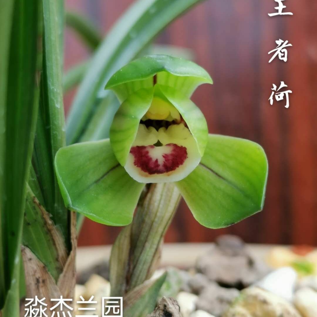 兰香弥漫Miss.wei