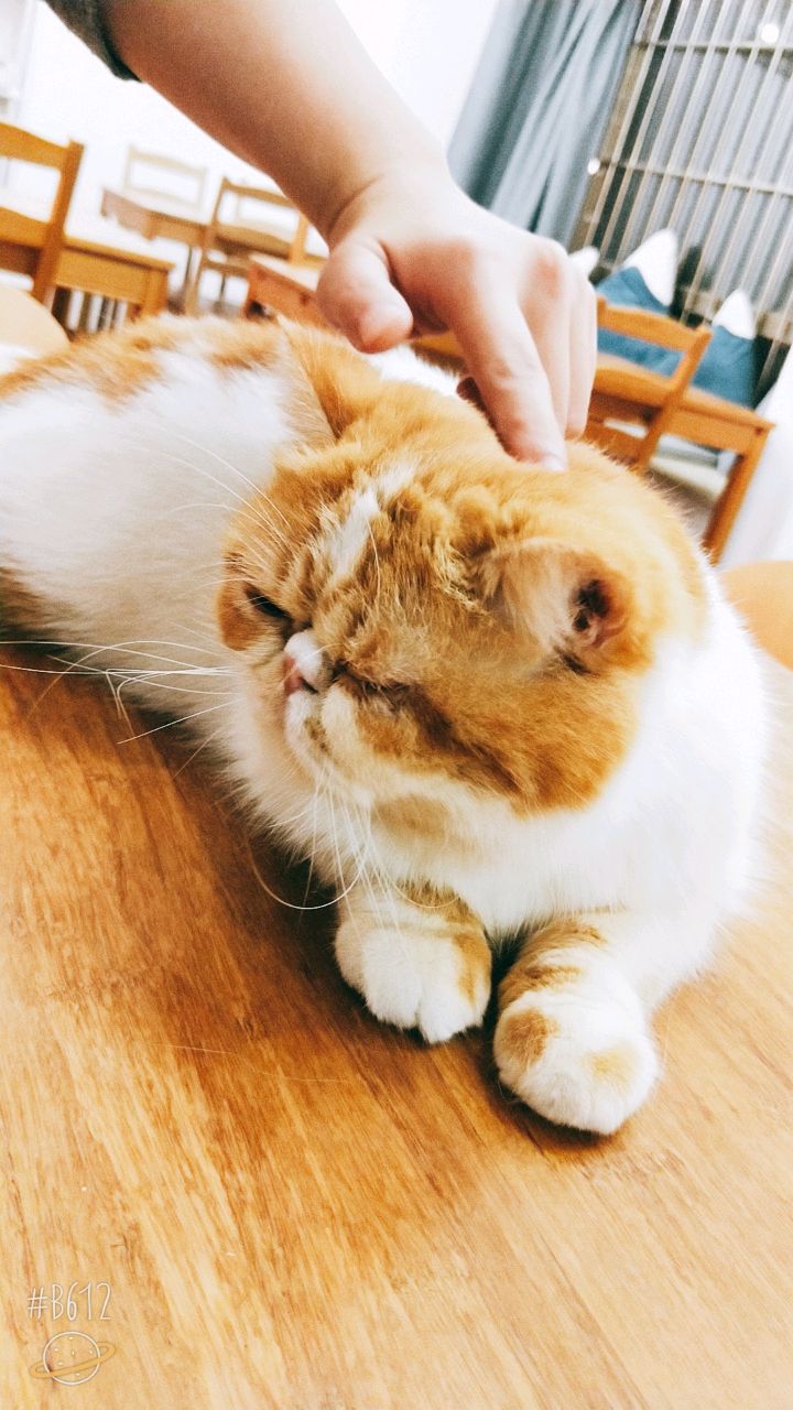 小小太阳咿呀咿