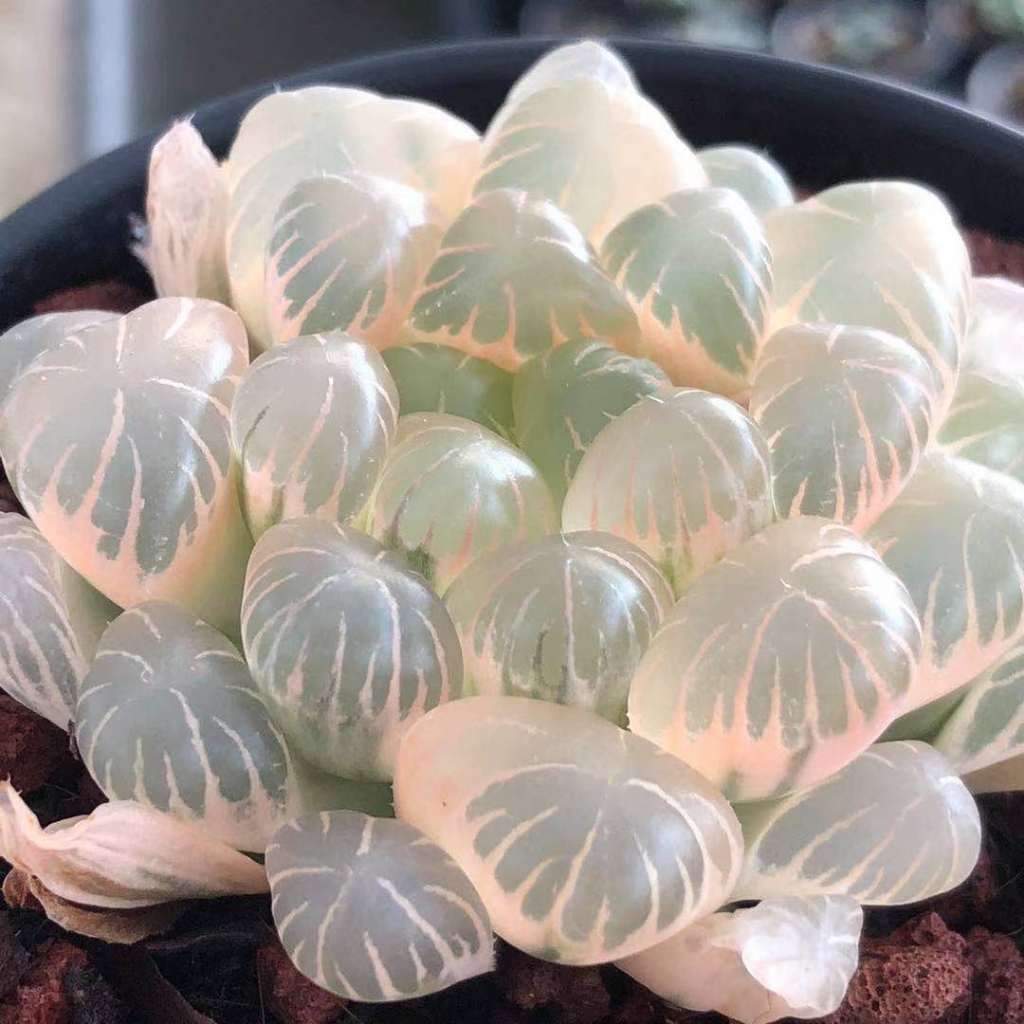 温州江南皮革厂