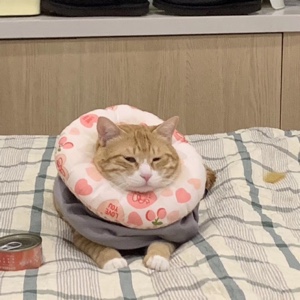 下辈子做重庆人