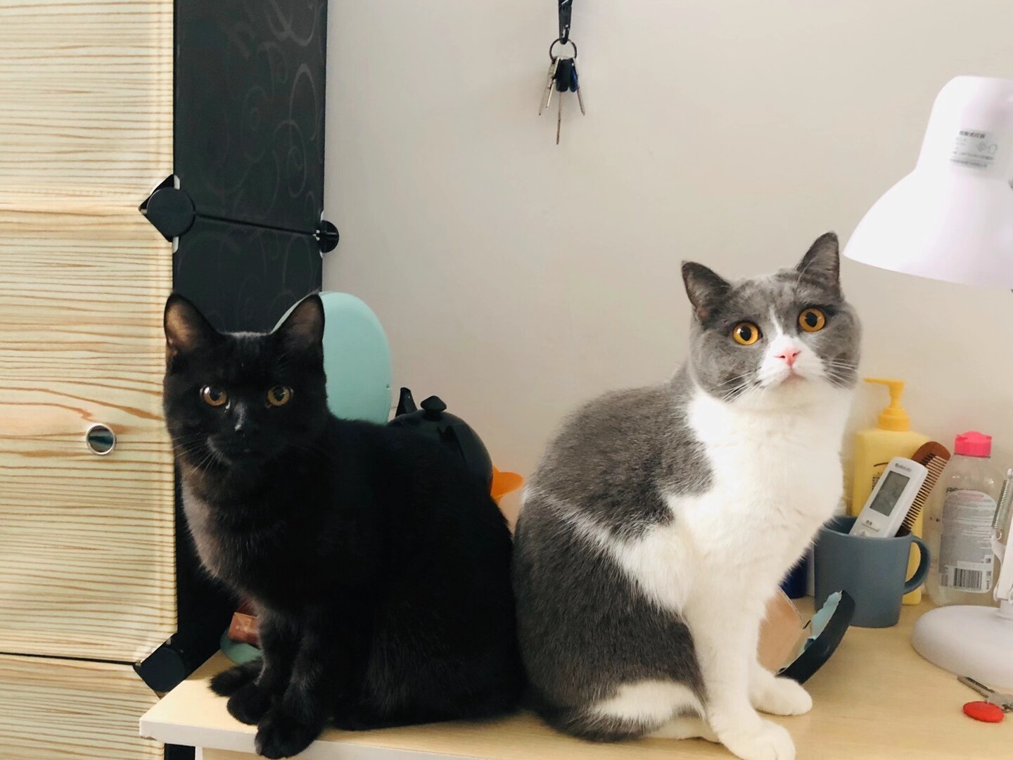 东魏豁达的柿子