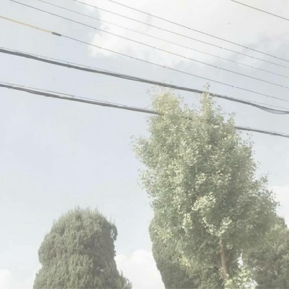 金星务实的苏木