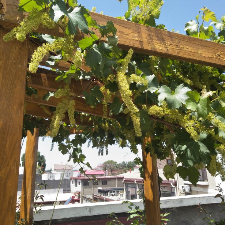 积善之家杏林居