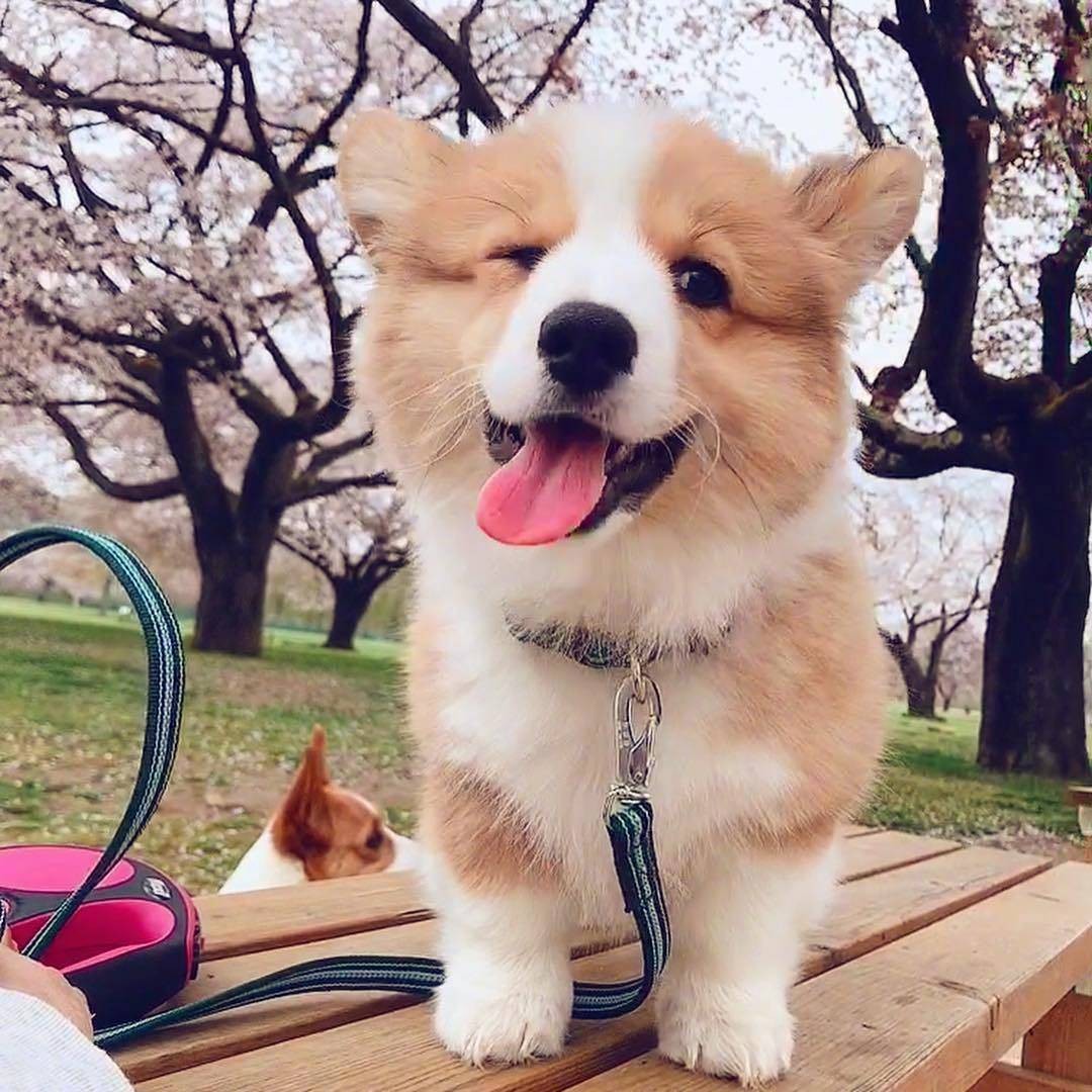 茉香青稞芋头大杯