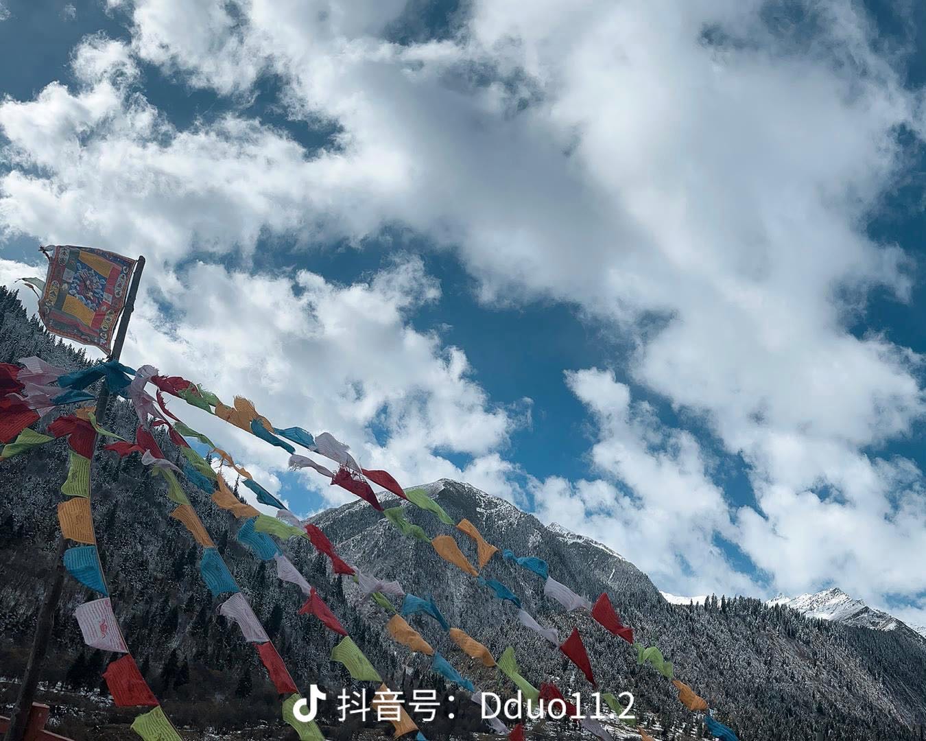 盐道街有才的苏木