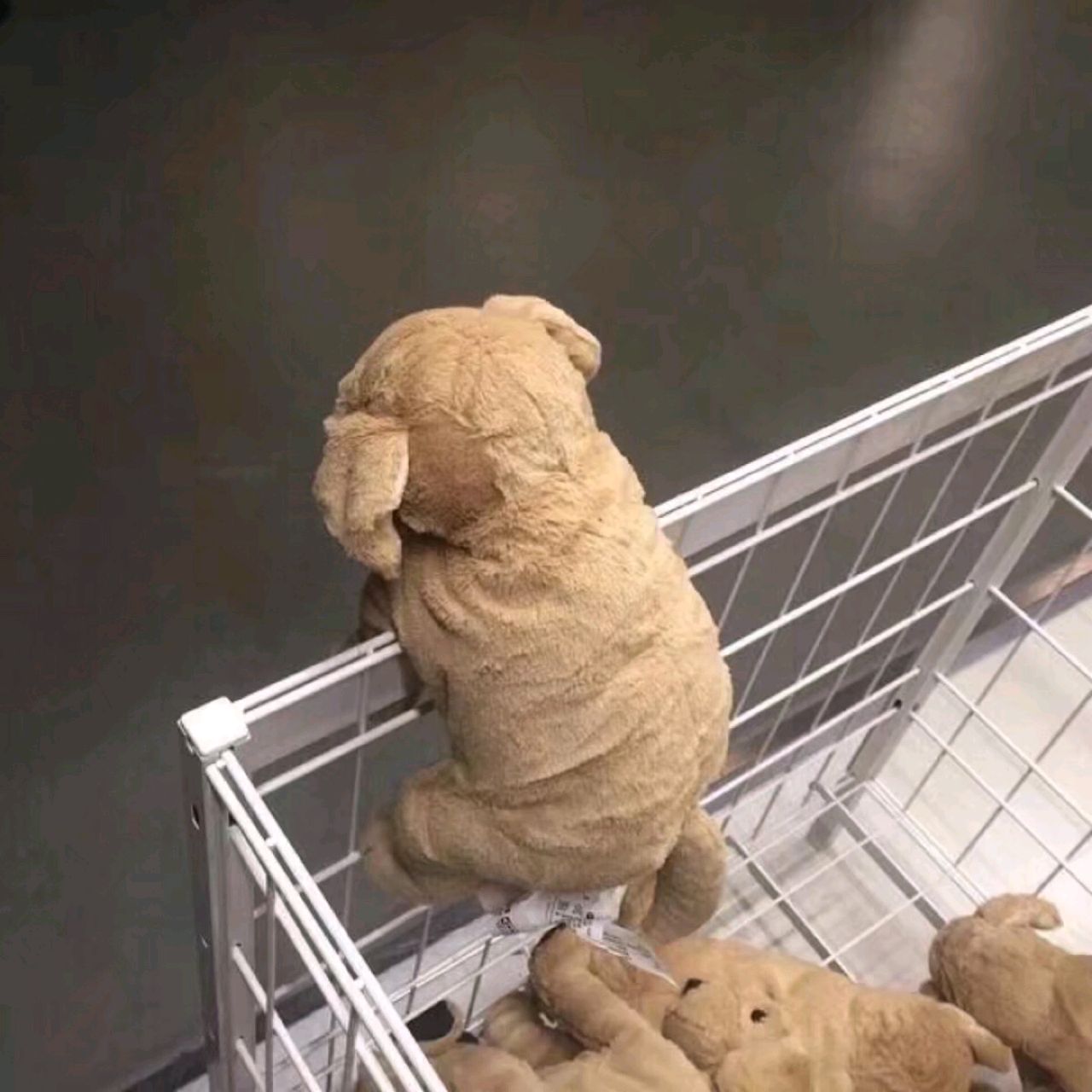 我的id是亚洲小醋王