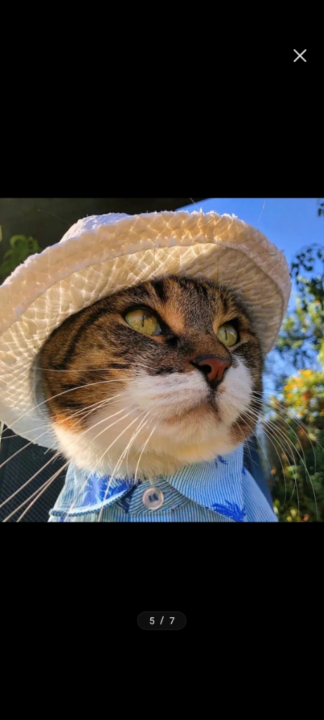 红星路好动的葡萄