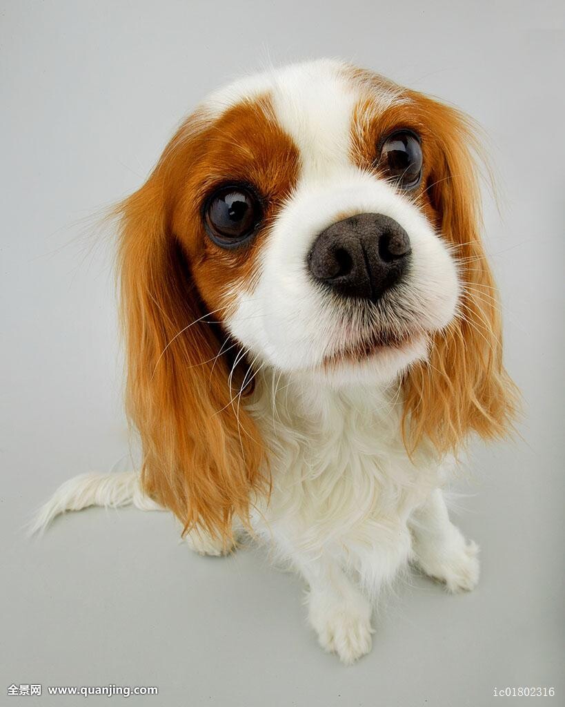 爬暖气的树袋熊