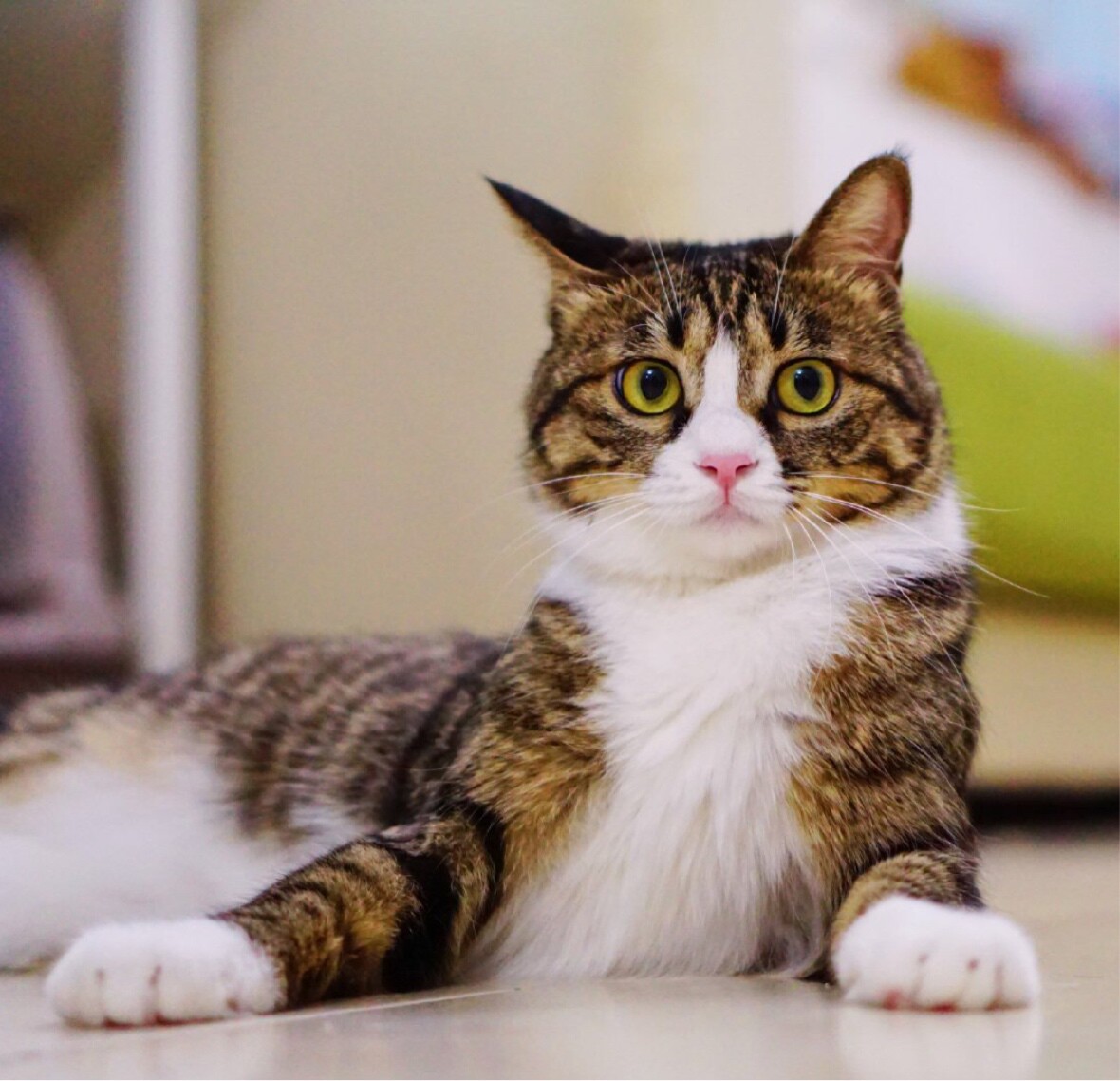 年少不知青衫薄o