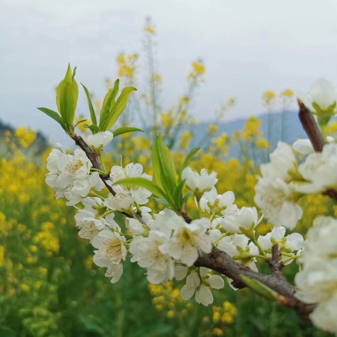 故乡山川蓝天白云