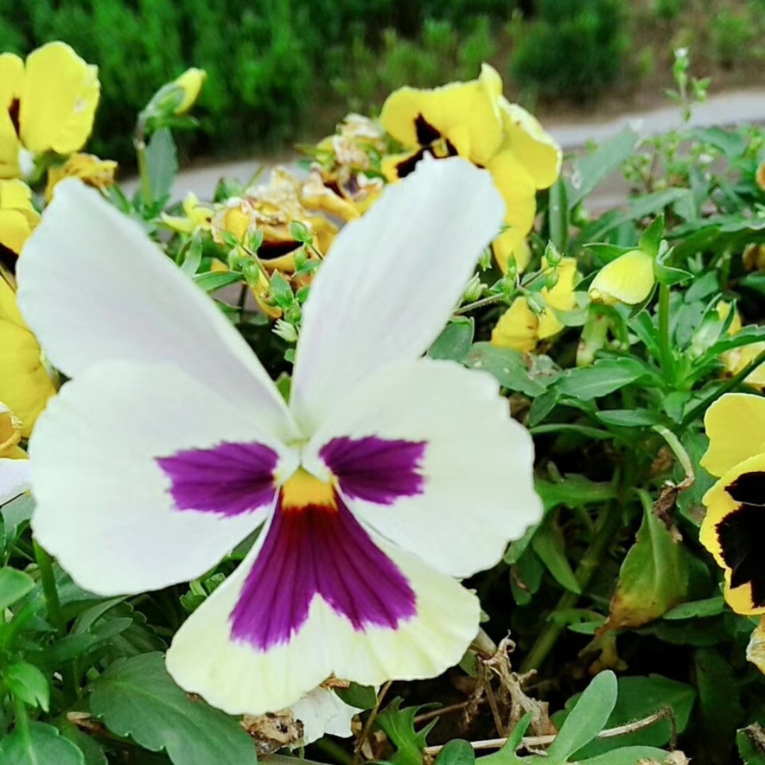 阳春三月花红柳绿