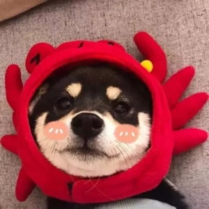 爱吃秋葵煎蛋的时光机