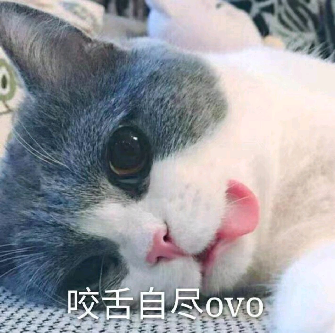 猪儿虫好可爱