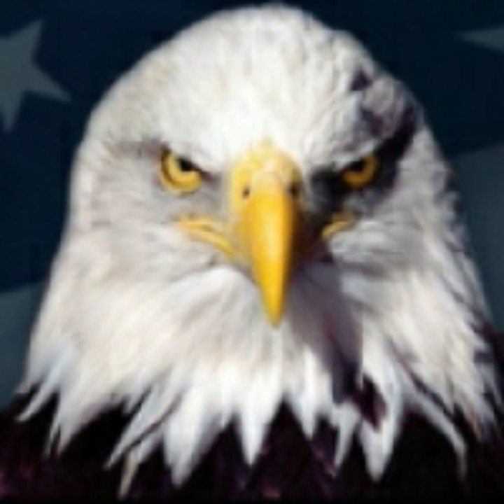 猎鹰抓住鹞子头