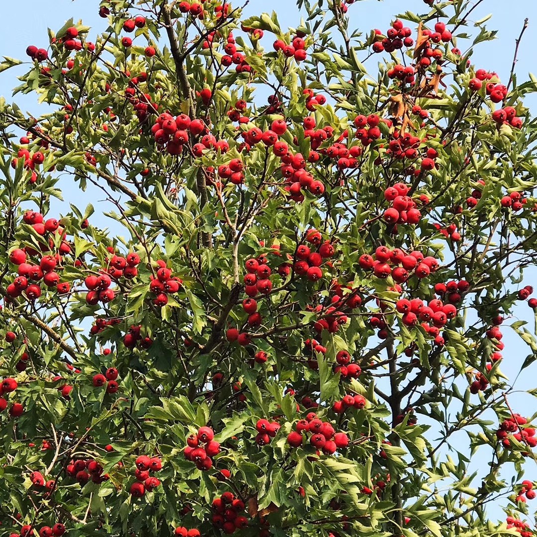 小淘淘and小坏蛋