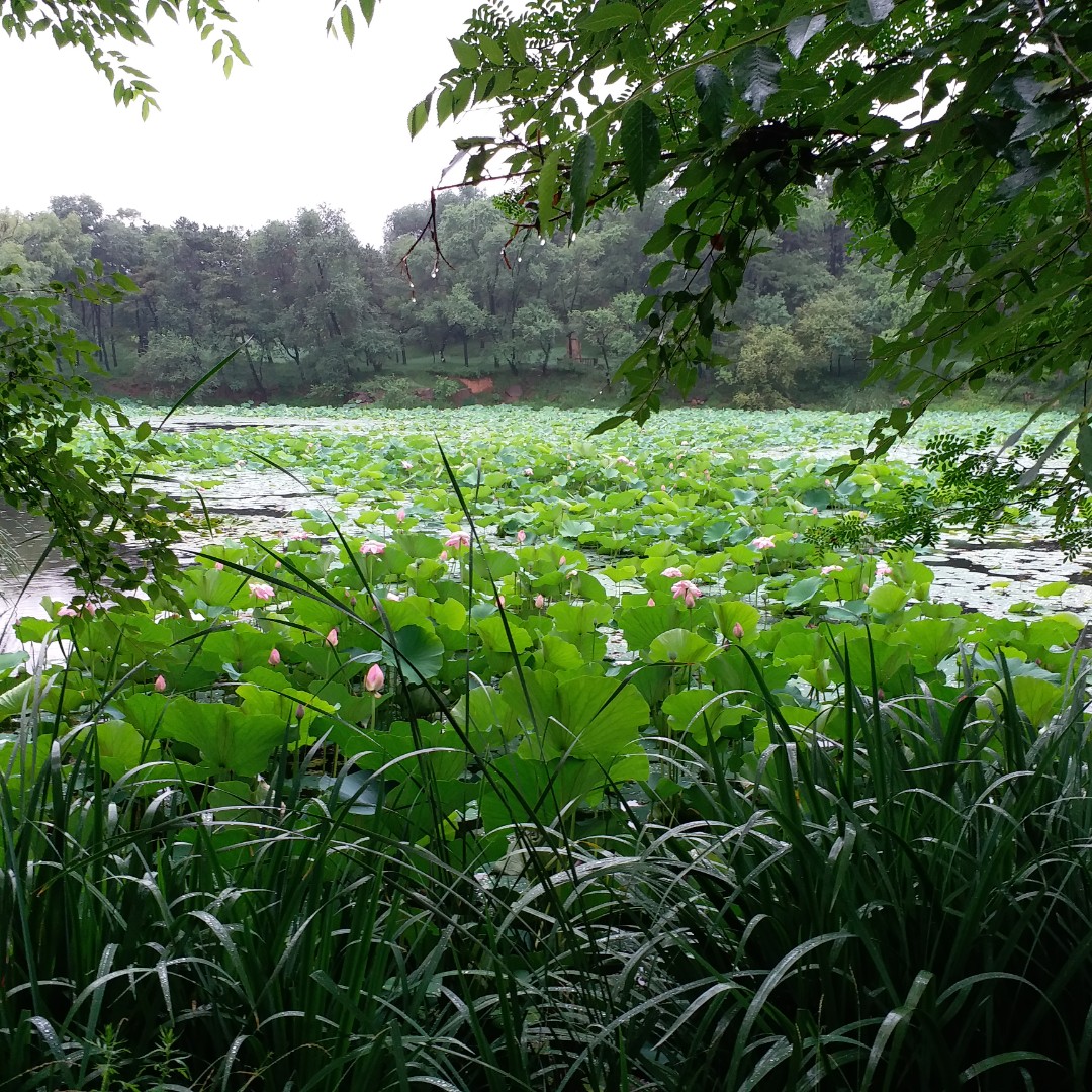 朋友一样的存在