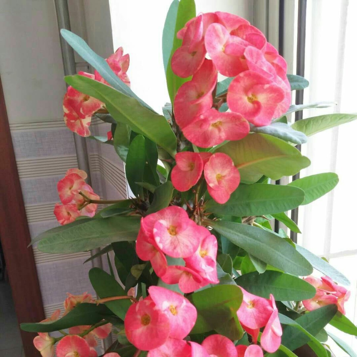 哥只是个传说6234