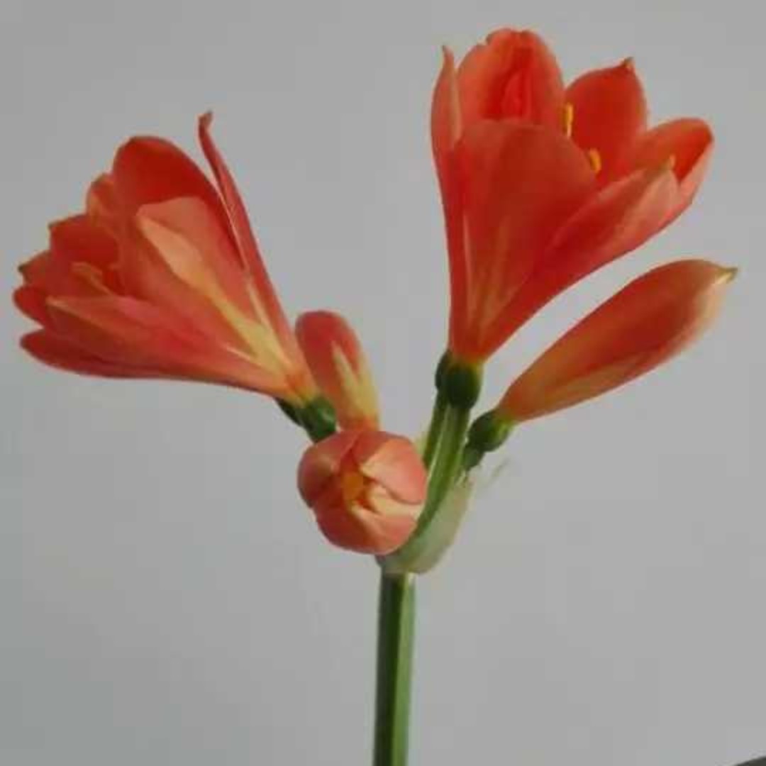 啵啵家的乌冬面tb