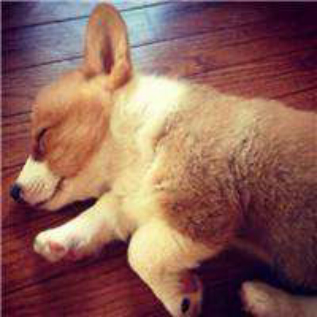 爱睡觉的柯柯基