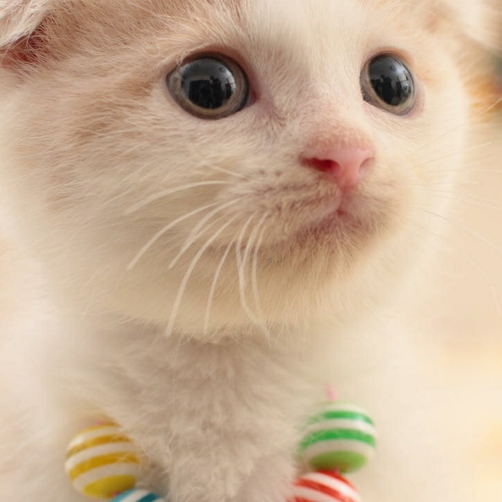 庄生晓梦蝴蝶ing