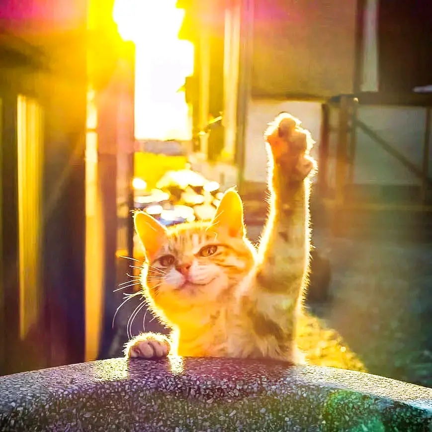 书院街热情的馒头