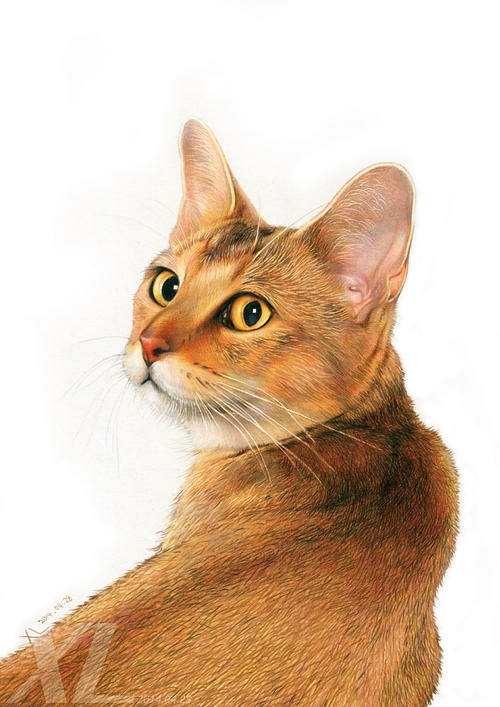 想上天的麦克斯