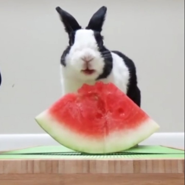 老兔子吃西瓜