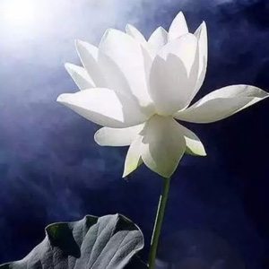 随缘不变-不变随缘