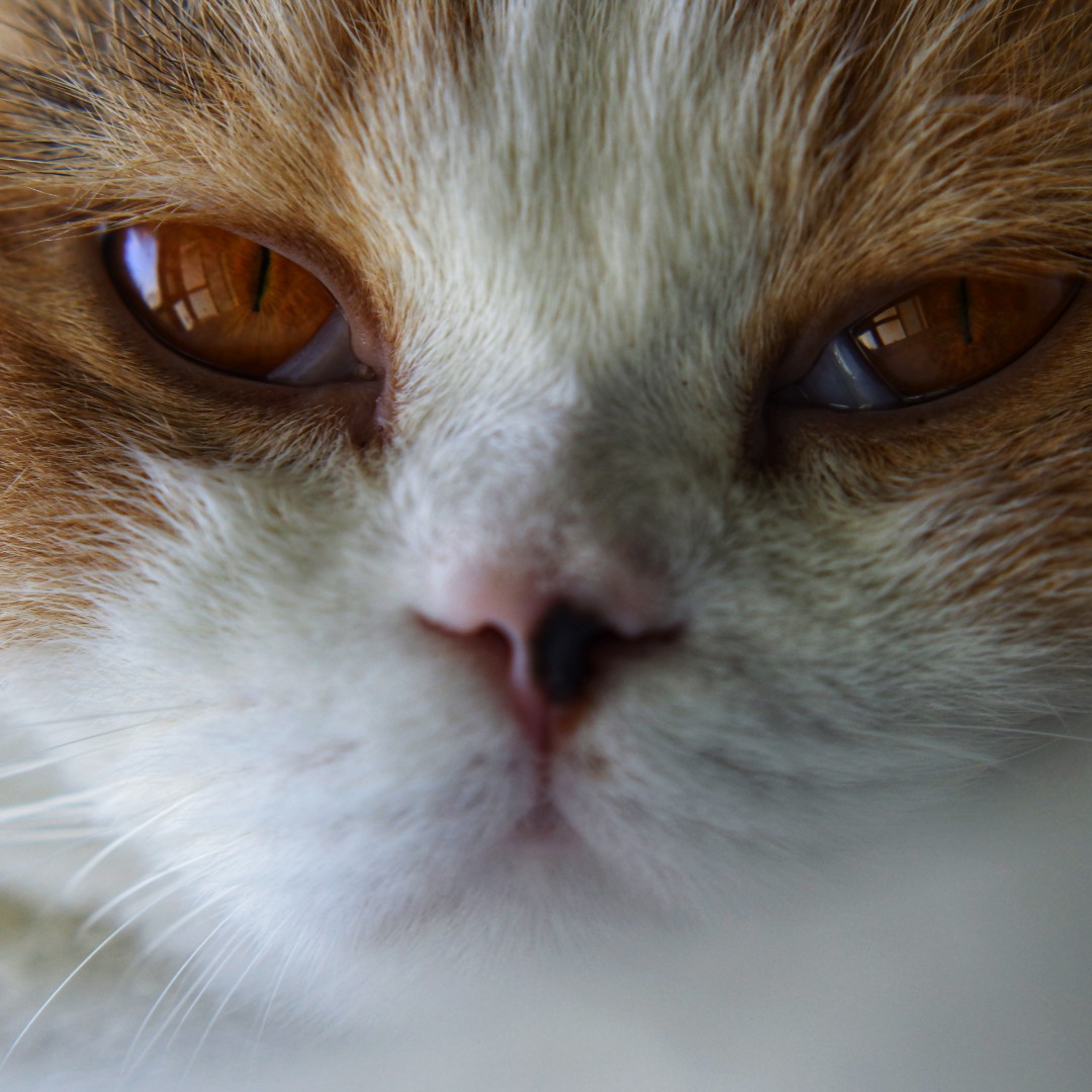 阿迪猫和渣渣辉