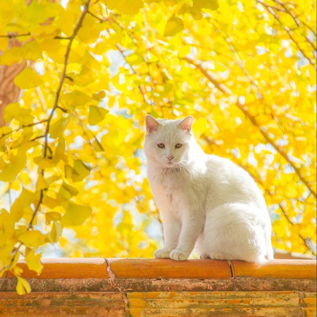 爱吃红茶戚风的骑士