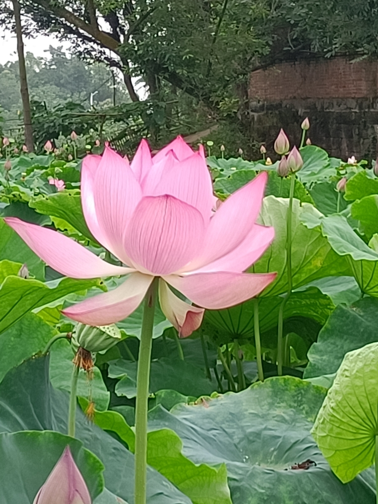 莫愁路自觉的人参