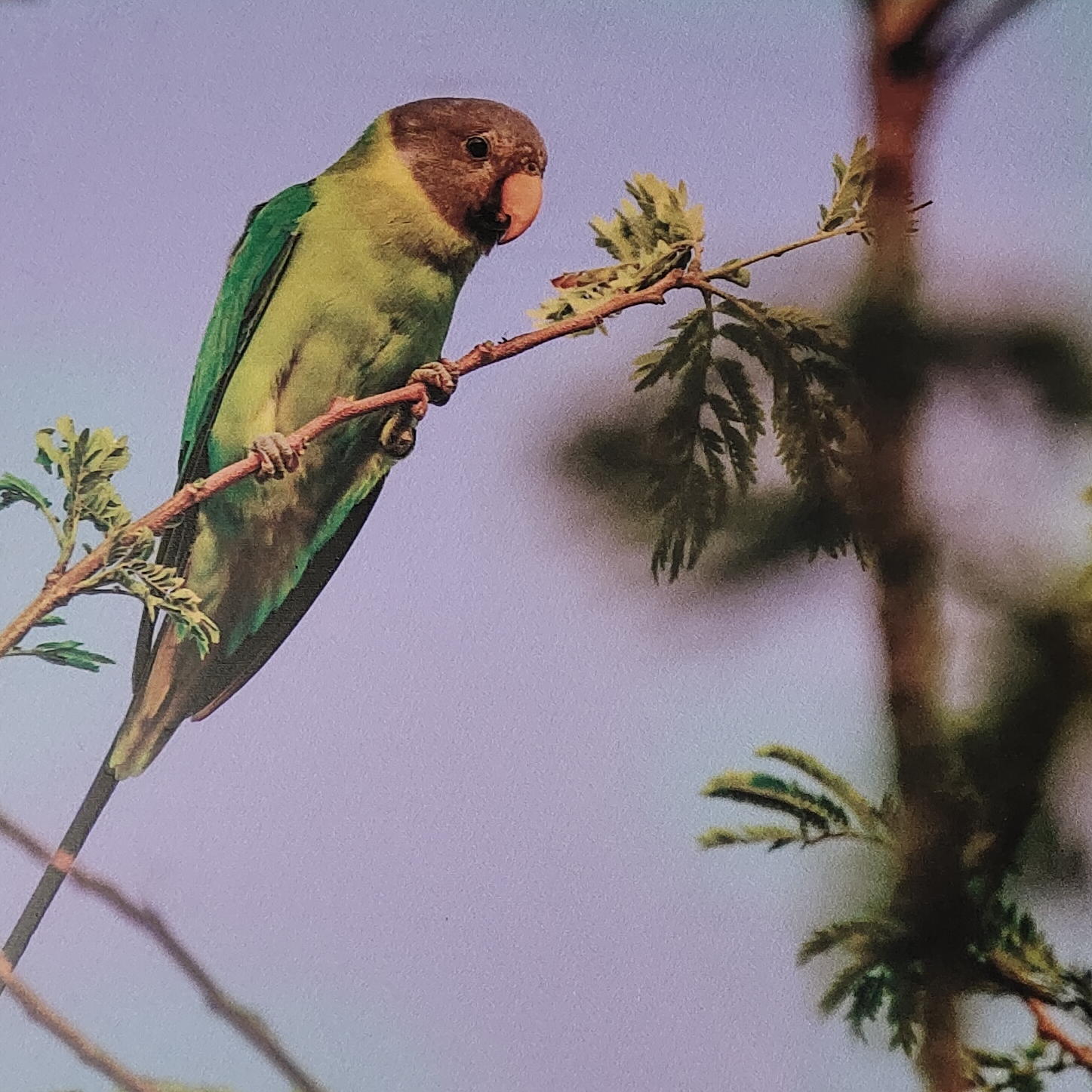 爱吃蚝油茄子的木瓜