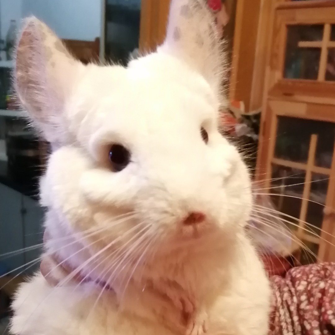 世纪火眼金睛孙悟空