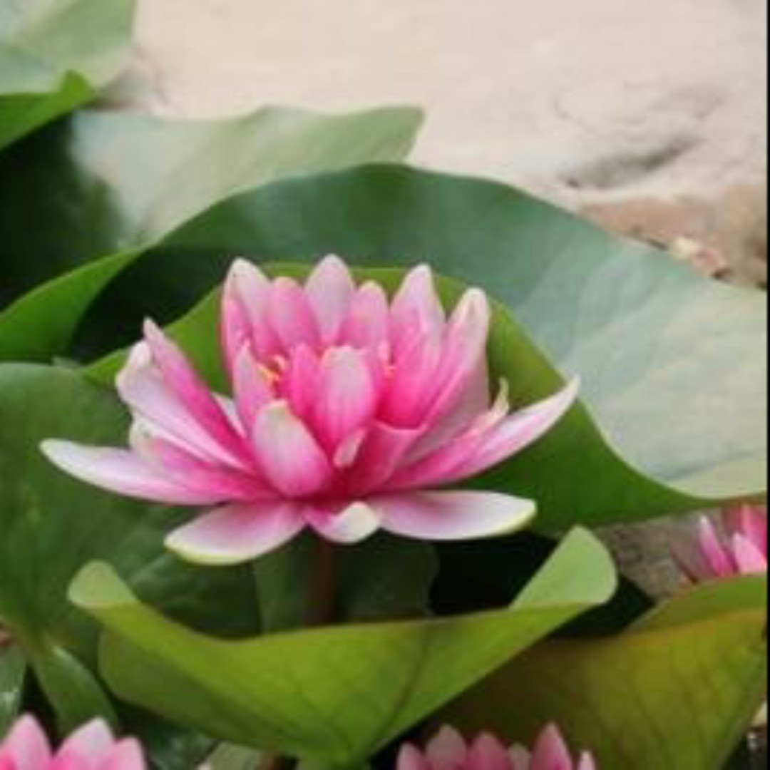 明天很好很好萌哒哒