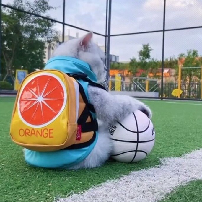 派大星爱吃饺子