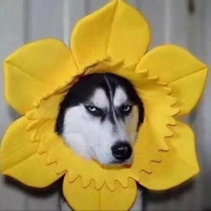 大王叫我来巡山^^^^^