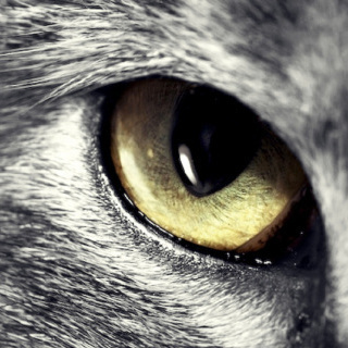 小灰羽和大灰狼